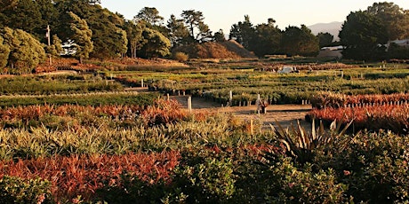 Pacific Nurseries Tour with Lead Buyer