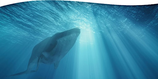 Whale Breathing: A Healing Yoga Practice to Reduce Stress primary image