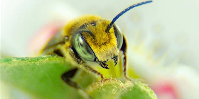 Primaire afbeelding van Super Summer Pollinators: Leafcutter Bees!