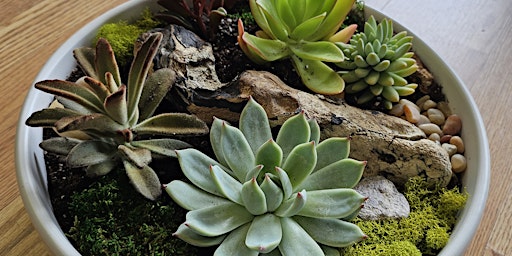 Succulent Workshop primary image