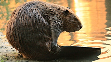 Beavers and Rewilding primary image