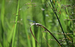 Hauptbild für Earth Day iNaturalist Walk