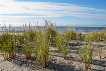 Beachgrass Planting in Hampton Bays