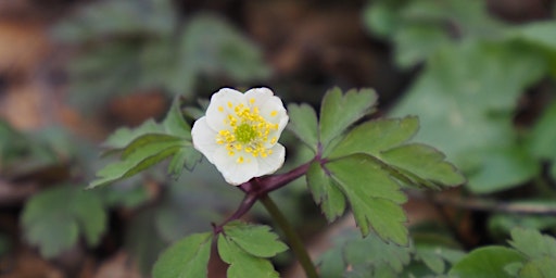 Spring Ephemeral Wildflower Walk