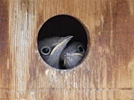 Peninsula Nest Box Guided Hike primary image