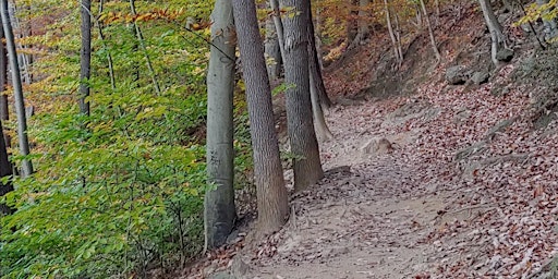 Imagem principal de Wild Wissahickon Day/City Nature Challenge ID Stations.