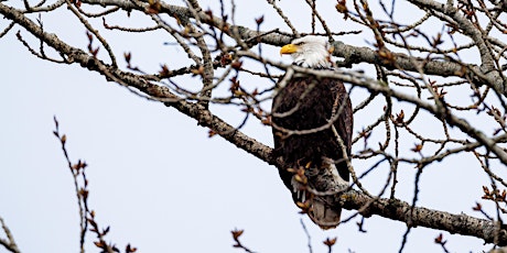 Birding Photo Walk at Nisqually Wildlife Refuge with Canon primary image