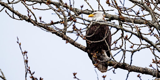 Hauptbild für Birding Photo Walk at Nisqually Wildlife Refuge with Canon