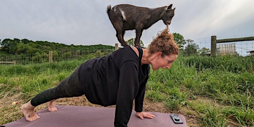 Immagine principale di Yoga with Baby Goats at Honey Brook Farm 