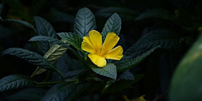 Damiana Plant Meditation primary image