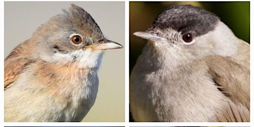 Imagem principal de Dawn chorus workshop at Sheepleas