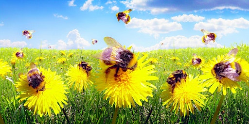Imagem principal do evento World Bee Day