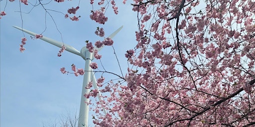 Primaire afbeelding van Cherry Blossoms Photo Walk