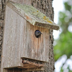 Accessible Spring Birding with I'm Birding Right Now