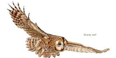 Badock's Wood - Owl Prowl