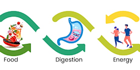 All about Food Digestion and Energy!