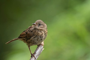 Imagem principal de Queen's Park bird walk for Dawn Chorus Day