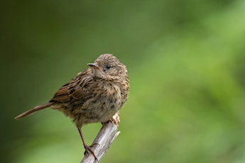 Queen's Park bird walk for Dawn Chorus Day