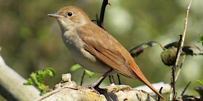 Imagem principal do evento Colchester Natural History Society spring social and Nightingale walk