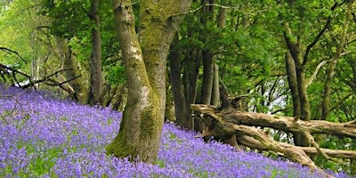 Guided Walk Kington Hub to Court of Noke - 6 miles primary image