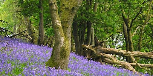 Guided Walk Kington Hub to Court of Noke - 6 miles primary image