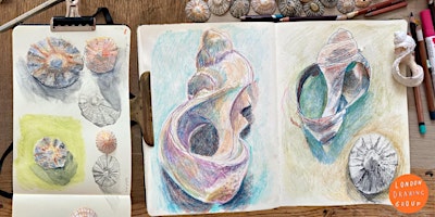 DRAWING SHELLS primary image
