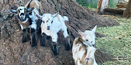 Baby Goats & Beer!