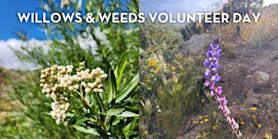 Imagem principal do evento Willows & Weeds Volunteer Day