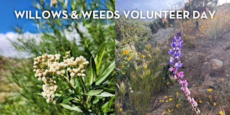 Willows & Weeds Volunteer Day