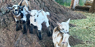Primaire afbeelding van Baby Goats & Beer!