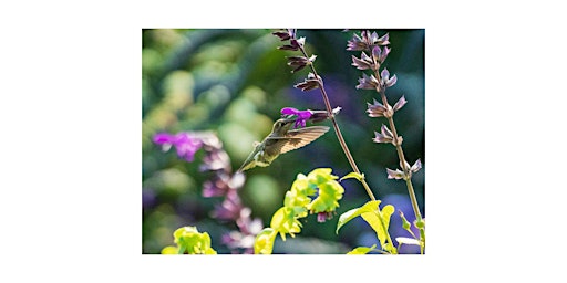Imagen principal de Critical Landscape Activities for the Benefit of Birds and Pollinators