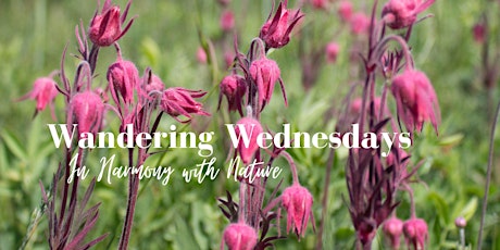 Wandering Wednesdays