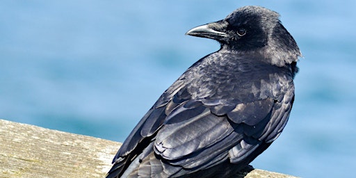 Imagem principal do evento The Enchantment of Crows