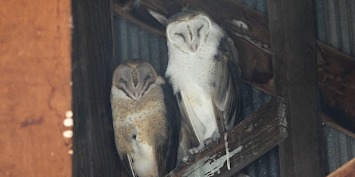 Imagem principal do evento Owls of Northern Colorado and Barn Owl  Banding