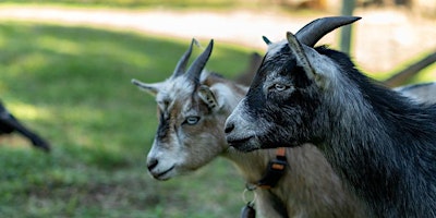 Hauptbild für Guided Nature Trail Walk with The Goat Herd (Private Event - Girl Scouts)