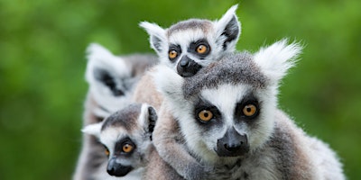 Primaire afbeelding van Diamonds Monarto Zoo Day Photographic Experience