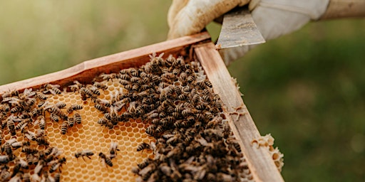 All About Bees: Honey Tasting & Hive Tour with Ryan Sanders [ALL AGES]  primärbild