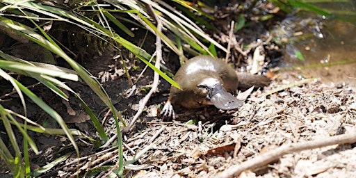 Image principale de Platypus Bushcare Working Bee (3rd Sunday of the month 9am - 12pm)