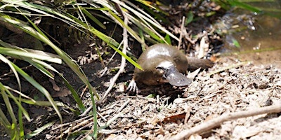 Immagine principale di Platypus Bushcare Working Bee (3rd Sunday of the month 9am - 12pm) 