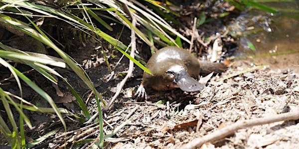Platypus Bushcare Working Bee (3rd Sunday of the month 9am - 12pm)