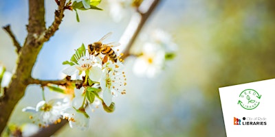 Imagem principal de Infocus: World Bee Day Beekeeping Talk