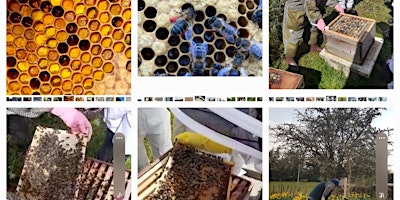 Introduction to Bee Keeping primary image