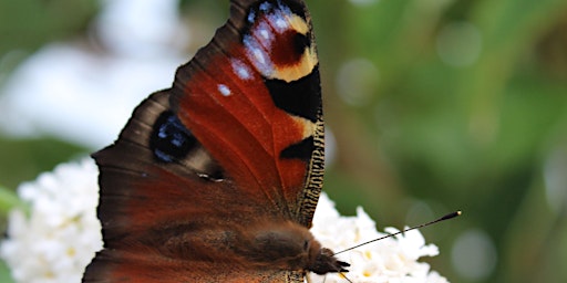 Imagen principal de Self guided scavenger hunt: Spotting Biodiversity.