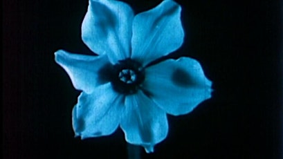 Imagem principal do evento Dancing Flowers and Sprouting Seeds: Films of Botanical Motion