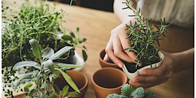 Imagem principal de Sip and Create: a sensory herb garden