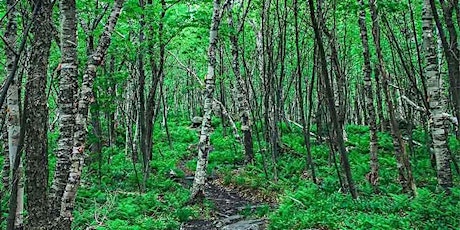 Tree ID Walk: Arms Forest  primärbild