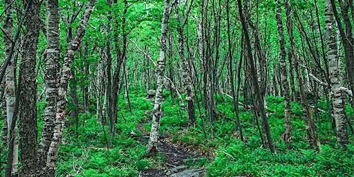 Hauptbild für Tree ID Walk: Arms Forest