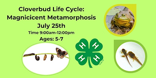 Imagem principal do evento Cloverbud Life Cycle: Magnificent Metamorphosis