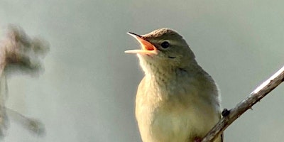 Primaire afbeelding van Dawn Chorus at Idle Valley