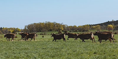 Imagem principal do evento Cows to Pasture Celebration
